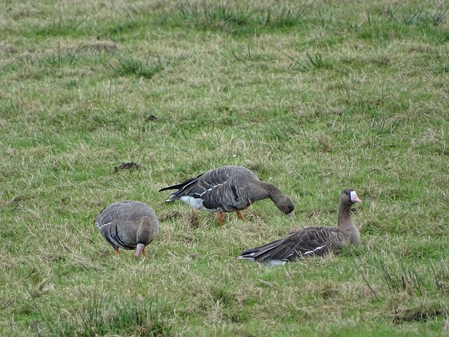 得分和组织 得分和组织