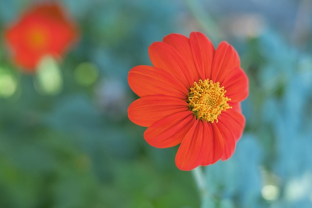 赛季报销！场均收入54万的打工人：锡安的下一站是勇士？​.