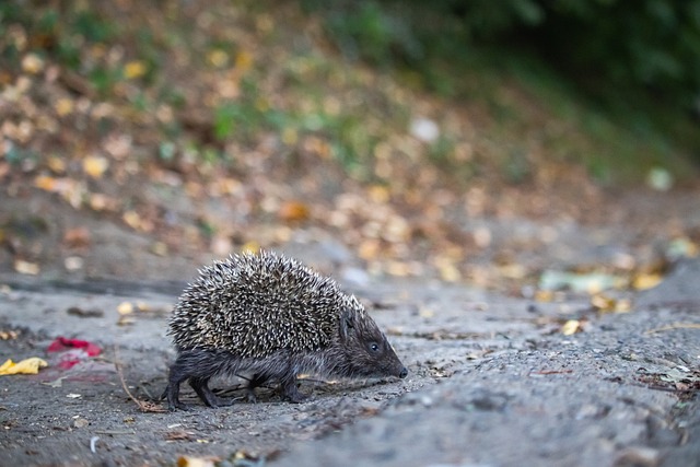 成为决定胜 成为决定胜