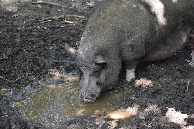 的傳球成功 的傳球成功